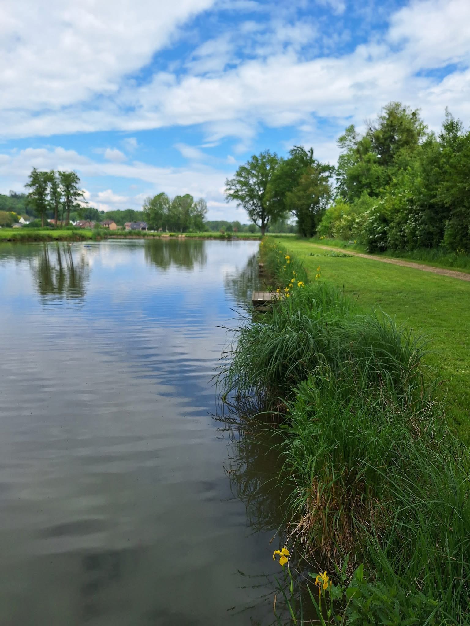 Groen wandelpad langs de vijver